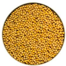 Manufacturers Exporters and Wholesale Suppliers of Yellow Mustard Jodhpur Rajasthan